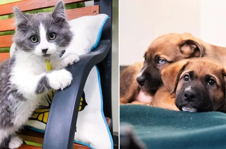 گرانی و بحران مسکن در مونترال حیوانات خانگی را هم آواره کرده